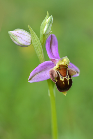 Ophrys aegirtica x apifera