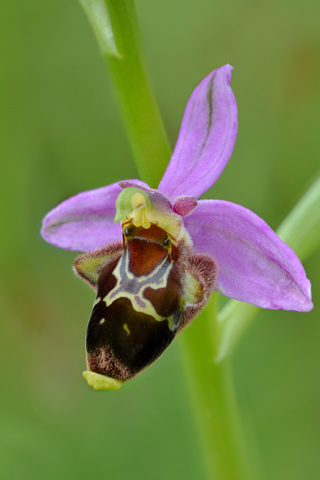 Ophrys aegirtica x apifera
