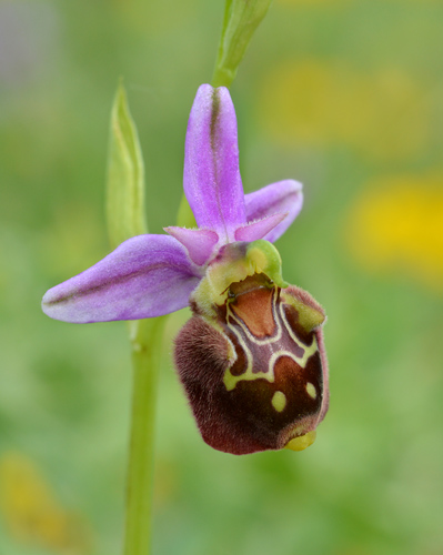 Ophrys aegirtica