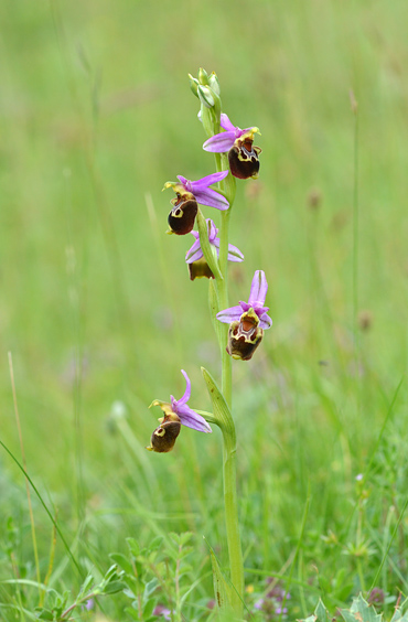 Ophrys aegirtica