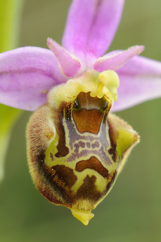 Ophrys aegirtica