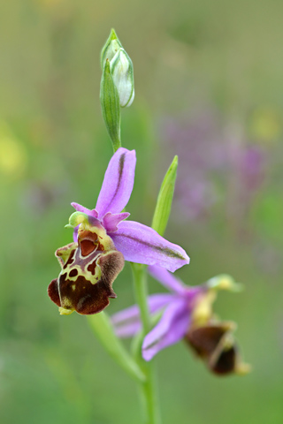 Ophrys aegirtica