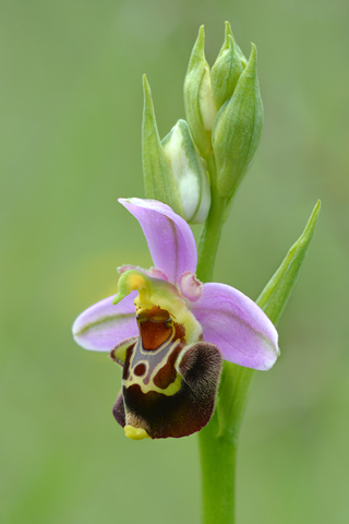 Ophrys aegirtica