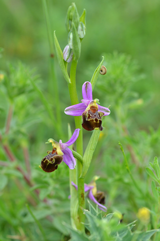 Ophrys aegirtica