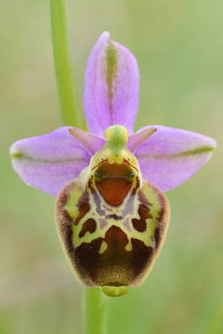 Ophrys aegirtica