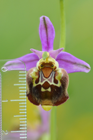 Ophrys aegirtica