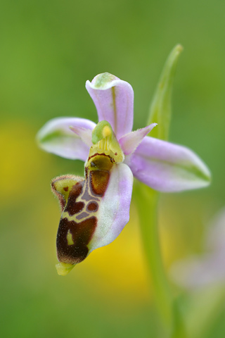 Ophrys aegirtica