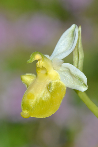 Ophrys aegirtica