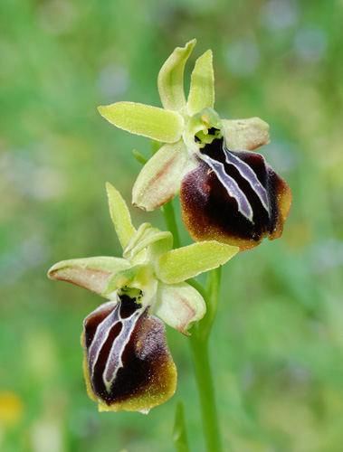 Ophrys aesculapii