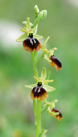 Ophrys aesculapii