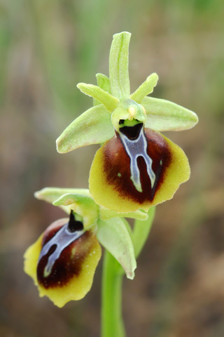 Ophrys aesculapii