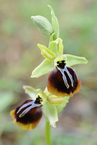 Ophrys aesculapii