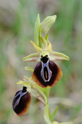 Ophrys aesculapii