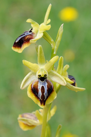 Ophrys aesculapii