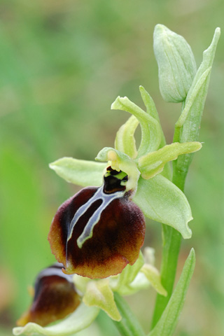 Ophrys aesculapii