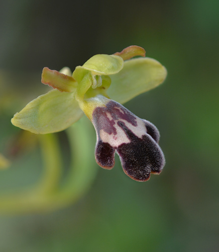 Ophrys algarvensis Ophrys algarvensis