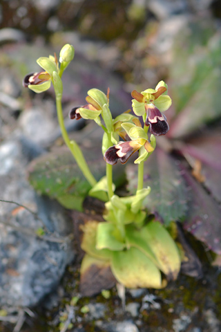 Ophrys algarvensis Ophrys algarvensis