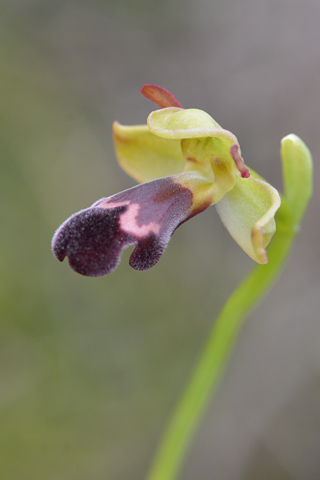 Ophrys algarvensis Ophrys algarvensis