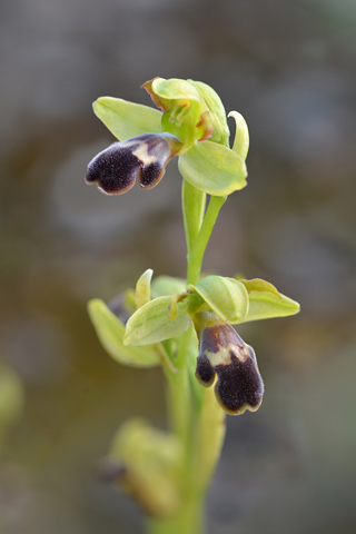 Ophrys algarvensis Ophrys algarvensis