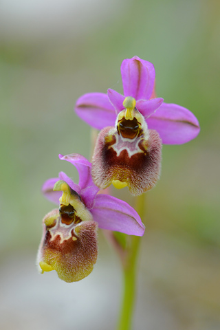 Ophrys annae x neglecta