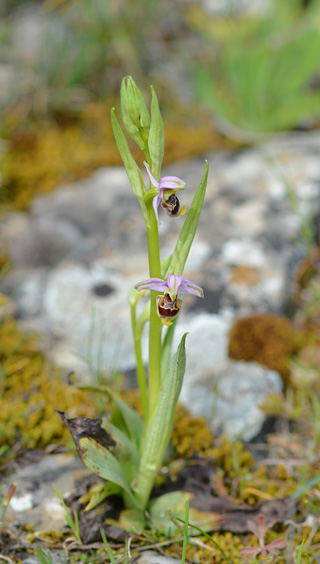 Ophrys annae