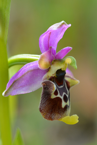 Ophrys annae