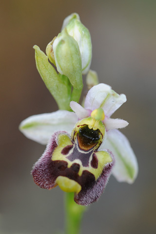 Ophrys annae