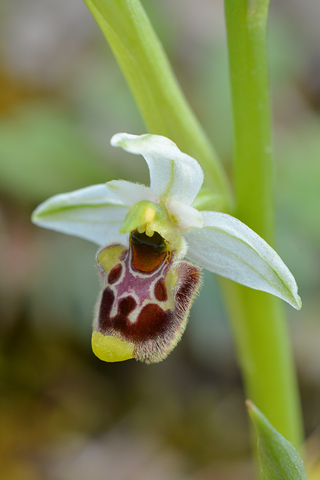 Ophrys annae