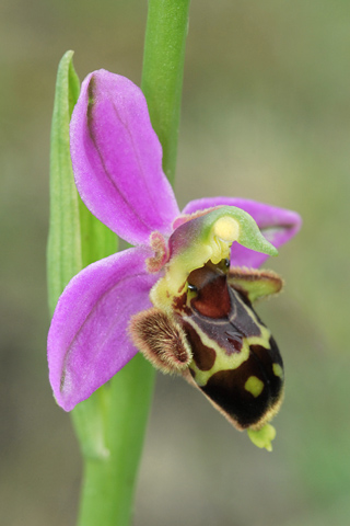 Ophrys aegirtica x apifera