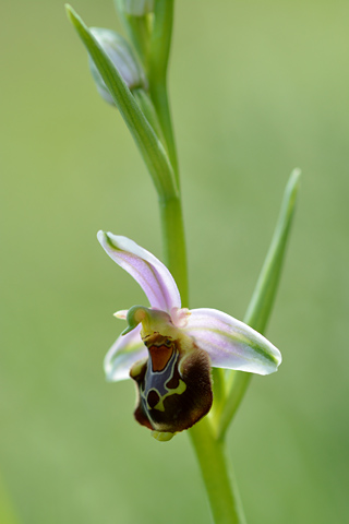 Ophrys aegirtica x apifera