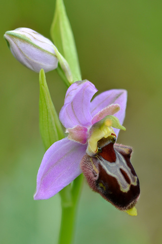 Ophrys apifera x aveyronensis