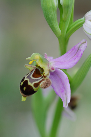 Ophrys apifera x corbariensis