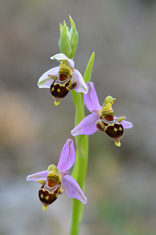 Ophrys apifera x corbariensis