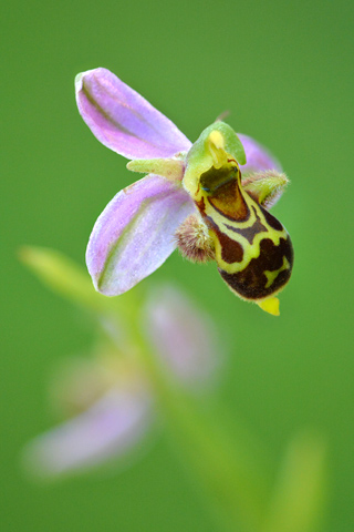 Ophrys apifera x picta