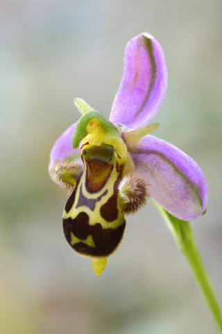 Ophrys apifera x picta