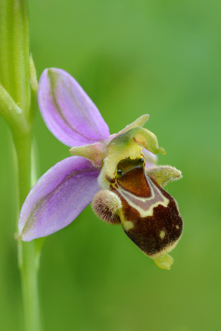 Ophrys apifera x scolopax