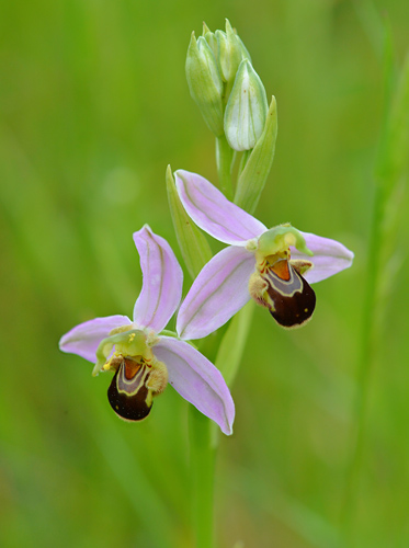 Ophrys apifera