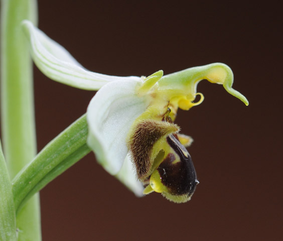 Ophrys apifera