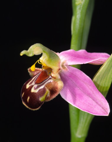 Ophrys apifera