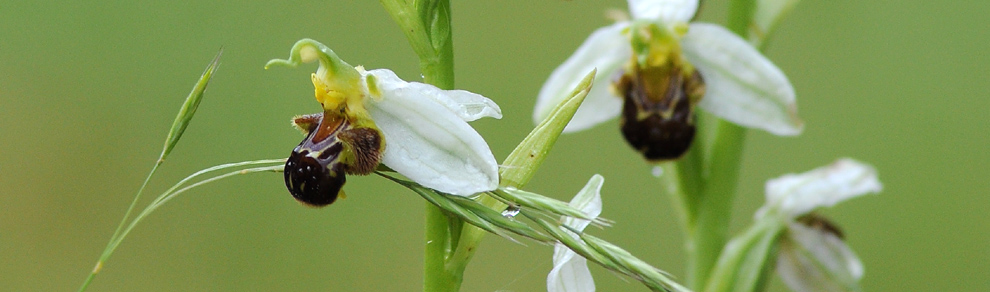 Ophrys apifera