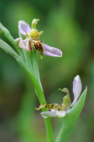 Ophrys  apifera f. trollii