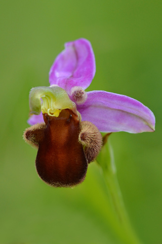 Ophrys  apifera f. fulvofusca