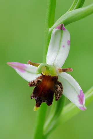 Ophrys  apifera f. almaracensis
