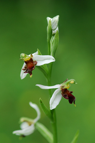 Ophrys  apifera f. almaracensis