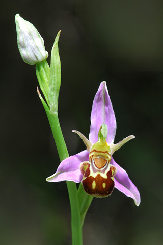 Ophrys  apifera f. aurita