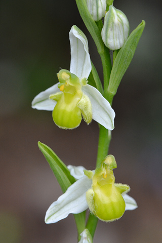 Ophrys  apifera f. chlorantha