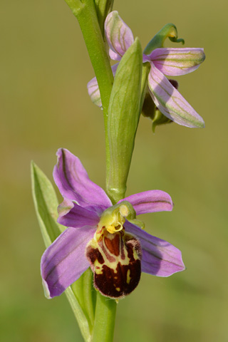 Ophrys  apifera f. chlorantha