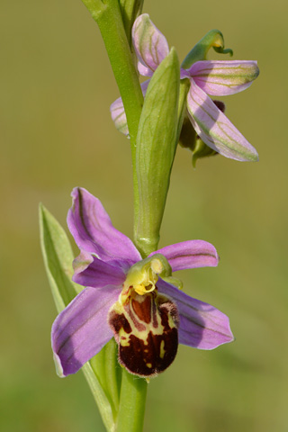 Ophrys  apifera f. botteronii