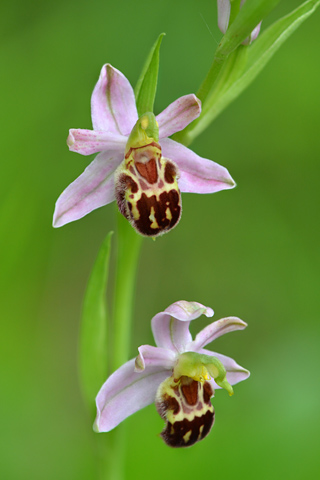 Ophrys  apifera f. botteronii