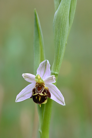 Ophrys  apifera f. botteronii